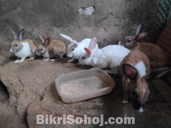 Rabbits for sell